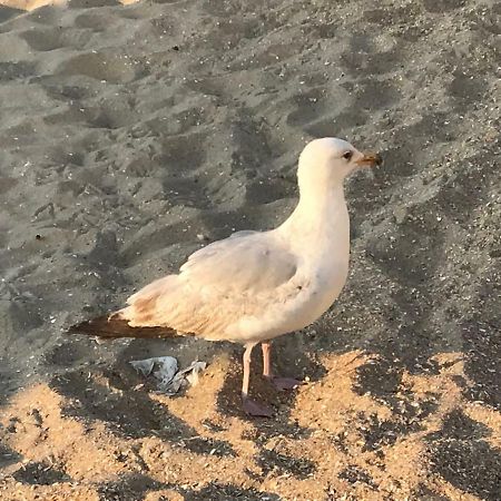 Willa Le Beau Coin De Panne Zewnętrze zdjęcie