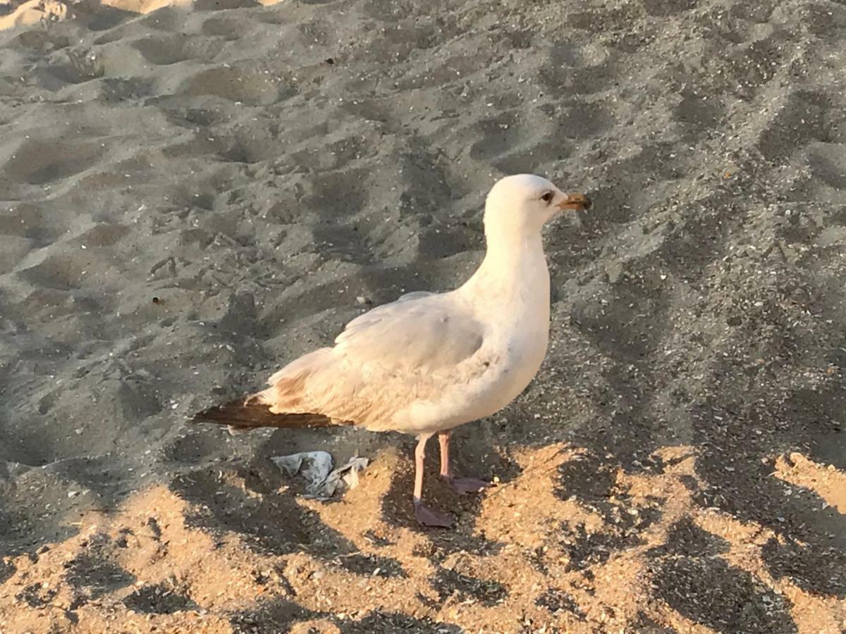 Willa Le Beau Coin De Panne Zewnętrze zdjęcie